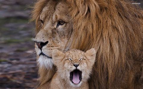 Cute Lion Cubs Wallpaper Wallpapersafari
