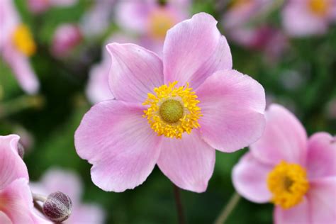Herbst-Anemone (Anemone hupehensis) - Blumen und Natur
