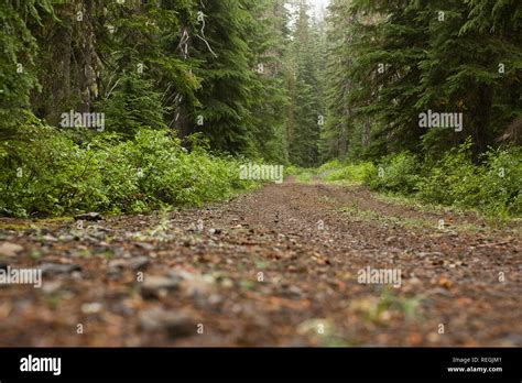 Dirt Road Through Woods Hi Res Stock Photography And Images Alamy