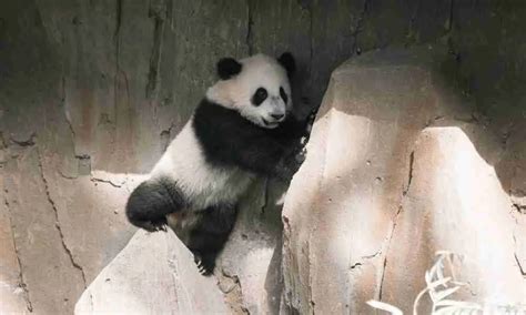 Can Giant Pandas Jump
