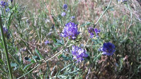 Innie Me Colorado Wildflowers Blue And Purple
