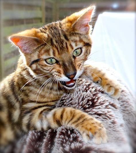 Toyger Cat Toy Tiger A Relatively New Breed Of Cat In The Uk Very