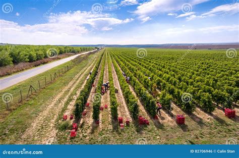 Harvesting Vineyard In The Autumn Season Aerial View From A Drone