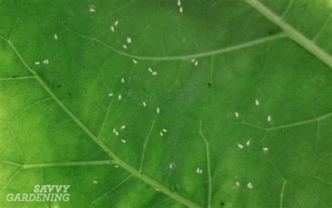 Tiny White Bugs In Houseplant Soil How To Get Rid Of Bugs On