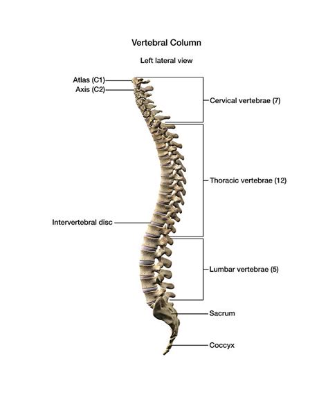 Spine Vertebrae Labeled