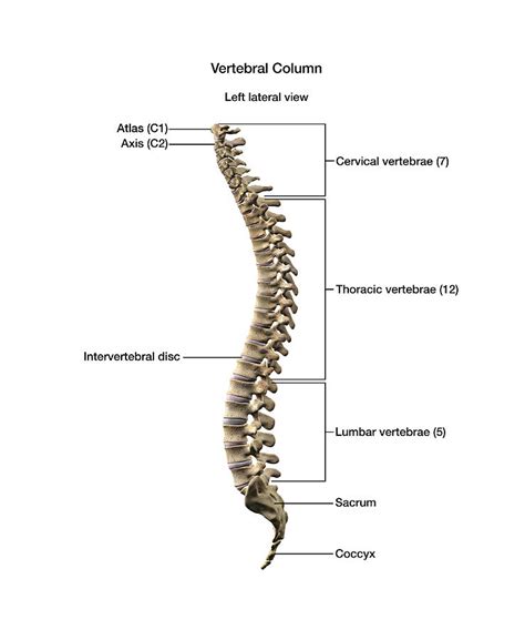 Use our printable ruler to measure your binder and note the right dimensions. Human Vertebral Column With Labels Photograph by Hank Grebe