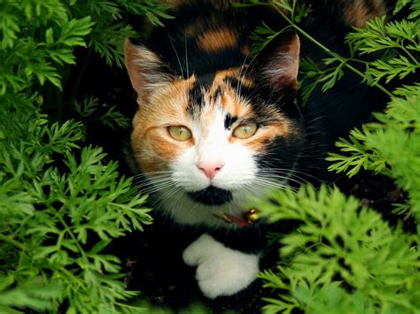 Calico Cat Facts A Collection Of 32 Facts Serious Facts