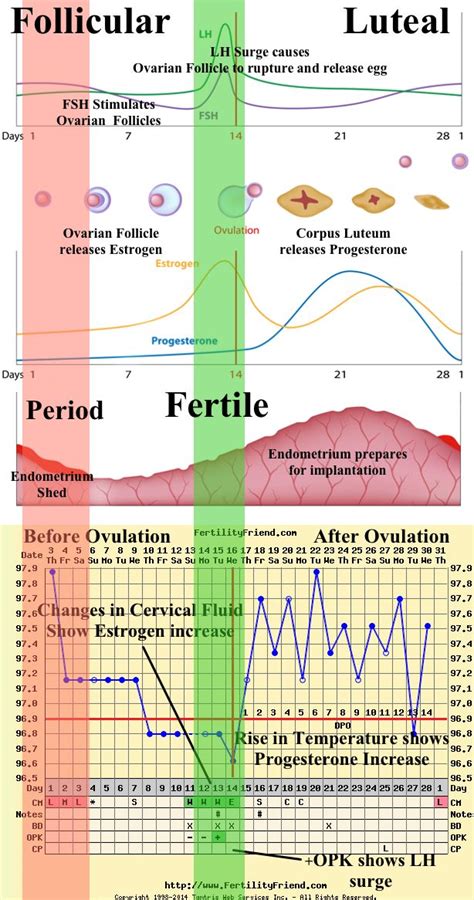 hormones chart fertility awareness method fertility awareness fertility chart