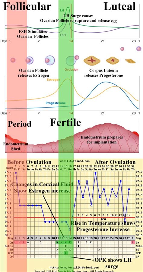 Hormones Chart Fertility Awareness Method Fertility Awareness Fertility Chart