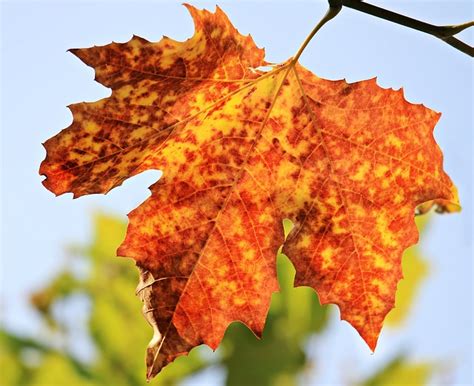 Free Photo Autumn Autumn Leaf Leaves Free Image On Pixabay 1638473