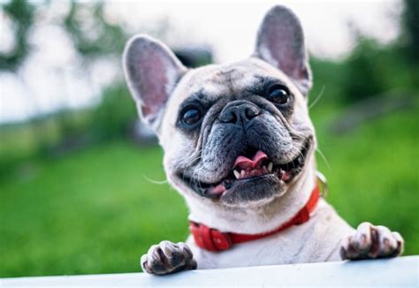 7 Wrinkly Dog Breeds That Will Steal Your Heart Whisker Therapy