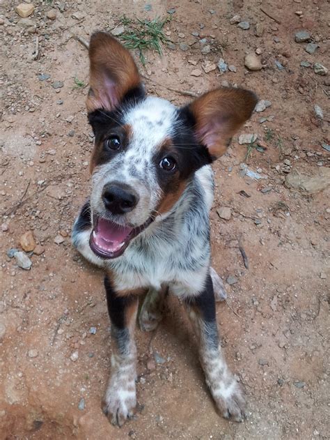 Check spelling or type a new query. The Days of Johann, an agility dog!: Do you know what the ...