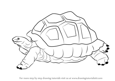 Learn how to draw a tortoise for kids easy and step by step. Learn How to Draw a Tortoise (Zoo Animals) Step by Step ...