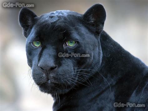 Black Jaguar Wallpapers - Wallpaper Cave