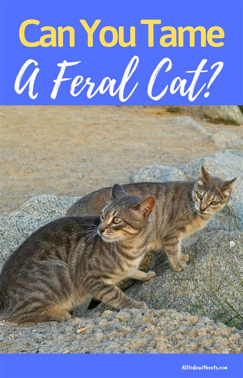 Can You Tame A Feral Cat What You Should Know Feral Cats Feral Cat