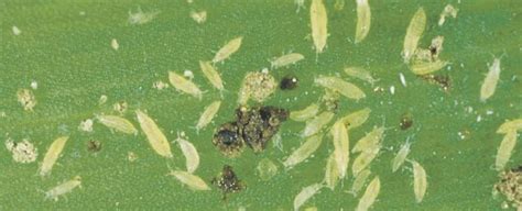 The Complete Guide To Thrips Pest Prophet Blog
