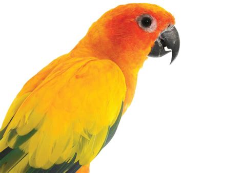 700$ price for red factor sun conure; Sun Conure Bird Care Sheet | Petco