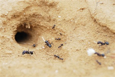 Inside An Ants Nest
