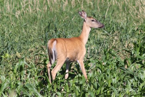 Whitetail Deer Photograph By Lori Tordsen Fine Art America