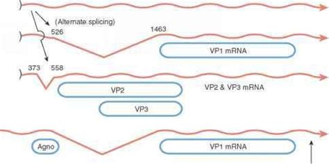 Hamstrung by pandemic fatigue, economic constraints and political discord. Replication of SV40 virus the model polyomavirus - Immune ...