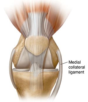 Find the perfect leg ligaments stock illustrations from getty images. Understanding Medial Collateral Ligament Sprain | Saint Luke's Health System