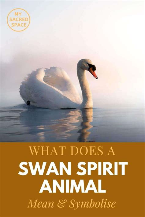 What Does A Swan Spirit Animal Mean And Symbolize My Sacred Space Design