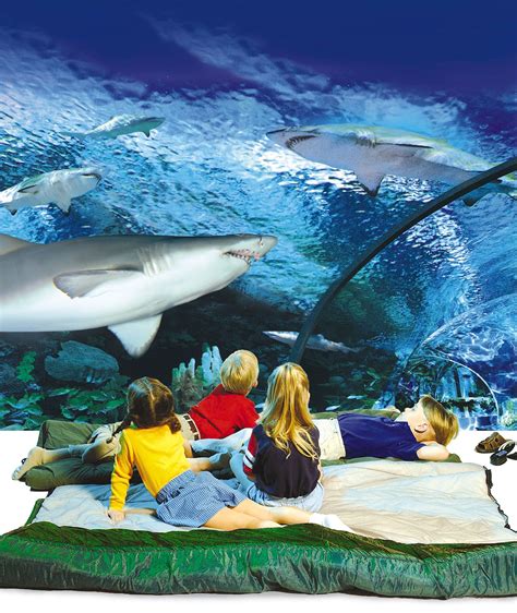 Sleep With The Sharks Ripley Aquarium Gatlinburg Vacation Tennessee