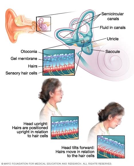 Inner Ear And Balance Mayo Clinic
