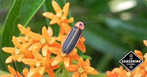 Time generally attract fireflies to your yard because you're providing all the. How to Attract Fireflies or Lightning Bugs to Your Garden ...