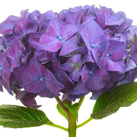hydrangea rodeo purple product onthursd