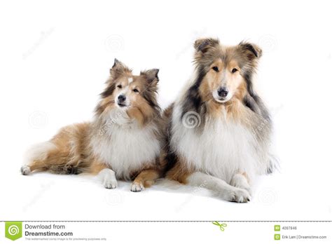Scottish Collie Dogs Stock Photo Image Of Herding Cute 4097846