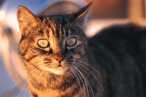 Buy online thyroid meds supplements for cats. Twist-a-Dose Transdermal Gel Applicator -Wedgewood Pet RX