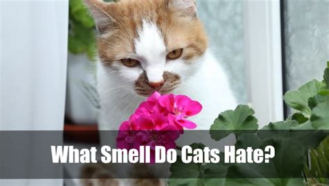 What Smell Do Cats Hate How To Keep Cats Away 2025 Vet Ranch We