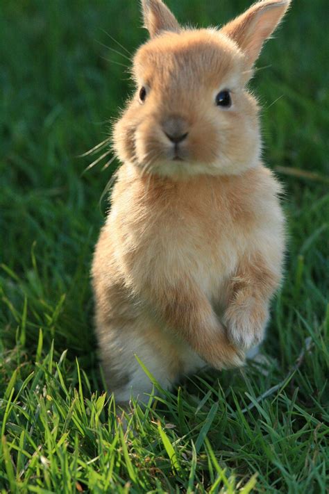 Bunnies Cutest Paw Cute Baby Bunnies Bunny Pictures Cute Baby