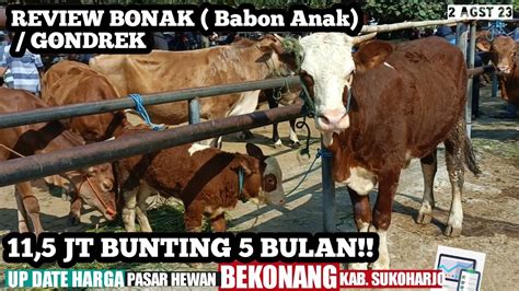 JT BUNTING BulanReview Bonak Babon Anak Gondrek Update Harga Sapi Terbaru Pasar