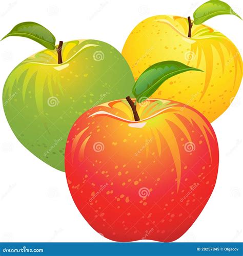 Vector Set Of Colorful Apples Stock Vector Illustration Of White