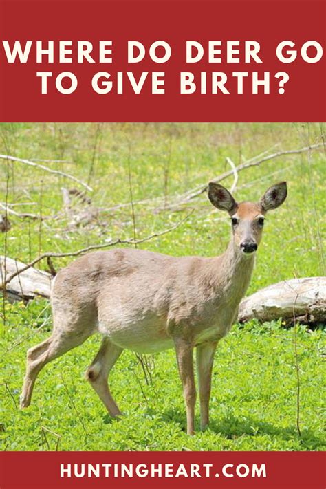 Where Do Deer Go To Give Birth Deer Buck Hunting Hunting Guide