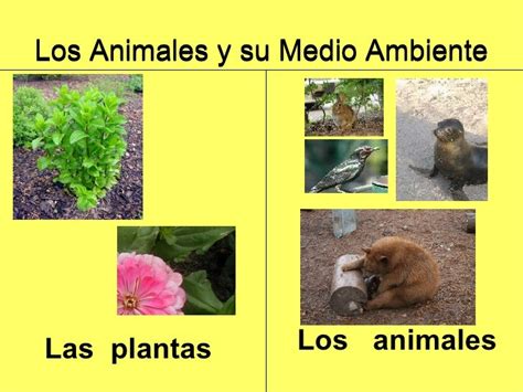 Los Animales Y Plantas