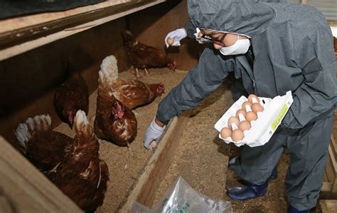 살충제 계란 농장 2곳 친환경인증 취소절차 진행