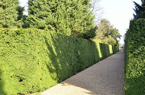 Different Types Of Hedges With Pictures Ehow