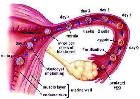 Stages In The Journey Of A Human Fertilized Egg Starting From Download Scientific Diagram