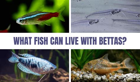 Check spelling or type a new query. What Fish Can Live With Bettas? | The Tank Mate Guide