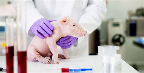 Scientists Just Transplanted Lab Grown Lungs Into Pigs Animal