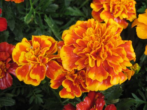 Maybe you would like to learn more about one of these? Nashville, TN | Flower pictures, Flowers, Rose