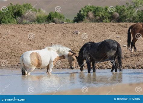 Wild Horses Drinking At A Pond Stock Image Image Of Mustang Freedom