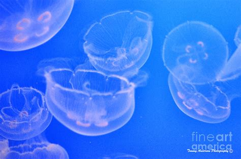 Moon Jellies Photograph By Tommy Anderson Pixels
