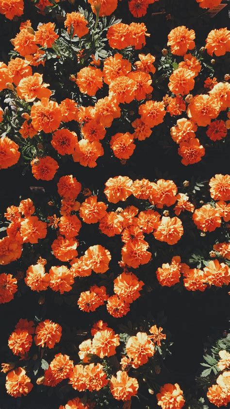 Unduh 100 Iphone Neon Orange Aesthetic Wallpaper Gambar Terbaru Postsid