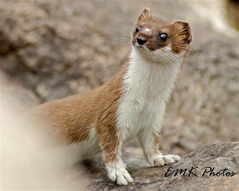 The Mountain Weasel Curious Little Creature Captured In Flickr