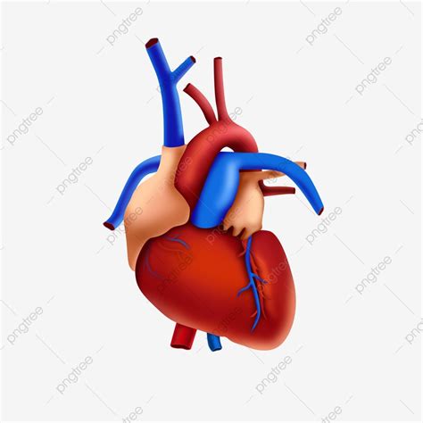 Human Organ Clipart Transparent Background Human Organ Heart Human