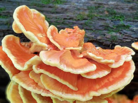 Chicken Of The Woods Everything You Need To Know About This Wild